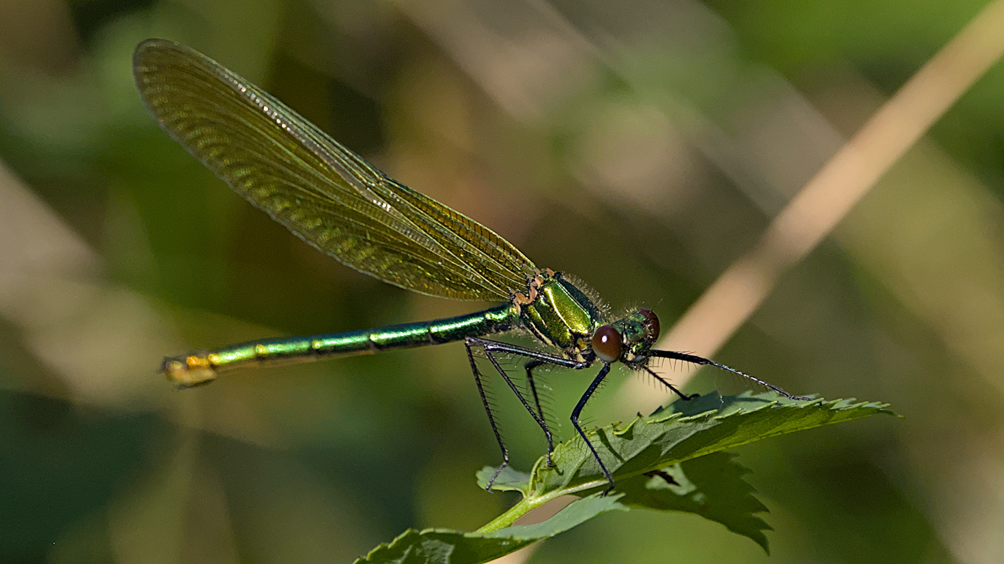 Gebänderte Prachtlibelle (w)